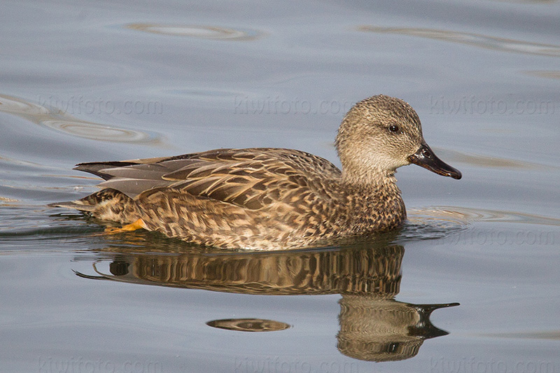 Gadwall Image @ Kiwifoto.com