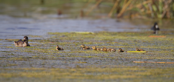 Gadwall Photo @ Kiwifoto.com