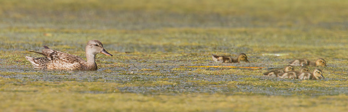 Gadwall Image @ Kiwifoto.com