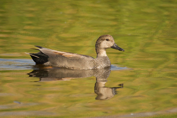 Gadwall