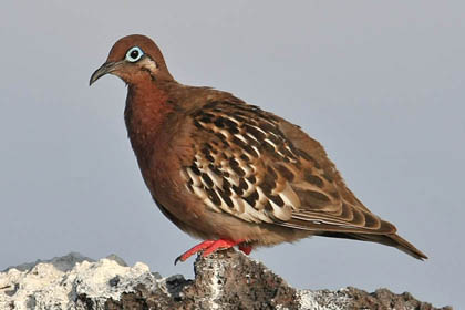 Galpagos Dove Picture @ Kiwifoto.com