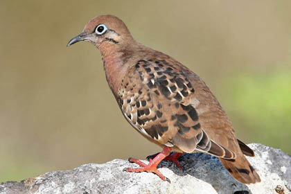 Galpagos Dove Image @ Kiwifoto.com