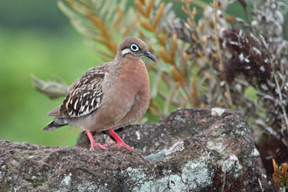 Galápagos Dove Image @ Kiwifoto.com