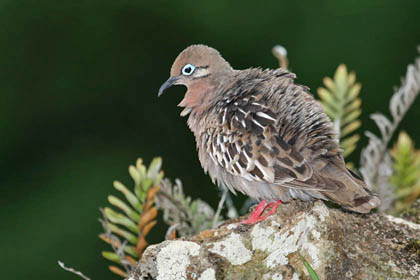 Galpagos Dove Image @ Kiwifoto.com