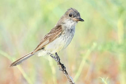 Galpagos Flycatcher Photo @ Kiwifoto.com