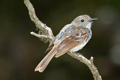 Galpagos Flycatcher Image @ Kiwifoto.com