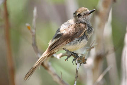 Galpagos Flycatcher Image @ Kiwifoto.com