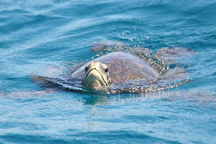 Galpagos Green Turtle Image @ Kiwifoto.com
