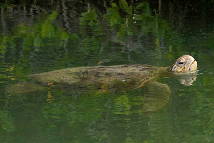 Galpagos Green Turtle