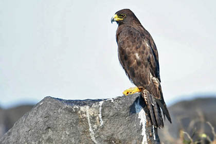 Galpagos Hawk Picture @ Kiwifoto.com