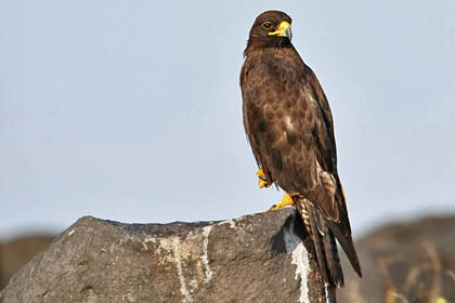 Galápagos Hawk Image @ Kiwifoto.com