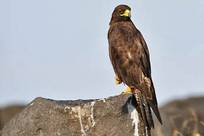 Galpagos Hawk Picture @ Kiwifoto.com