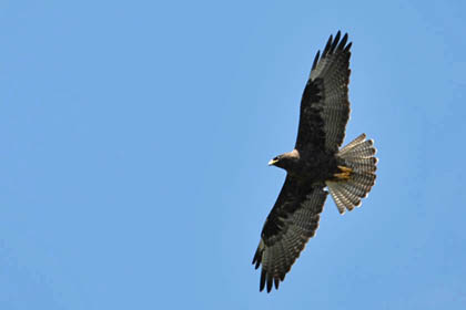 Galpagos Hawk Photo @ Kiwifoto.com