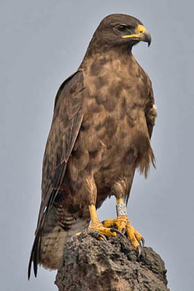 Galápagos Hawk Image @ Kiwifoto.com
