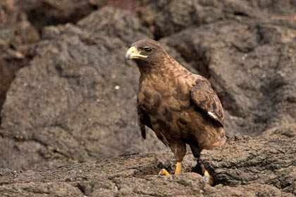 Galpagos Hawk Image @ Kiwifoto.com