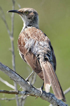 Galápagos Mockingbird Photo @ Kiwifoto.com