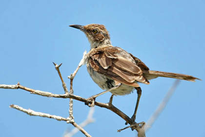 Galápagos Mockingbird Image @ Kiwifoto.com