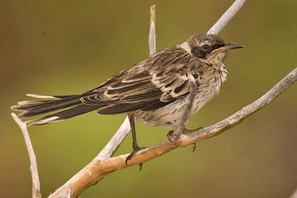 Galpagos Mockingbird Image @ Kiwifoto.com