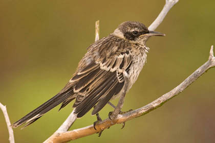 Galpagos Mockingbird Picture @ Kiwifoto.com