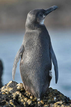 Galpagos Penguin Image @ Kiwifoto.com