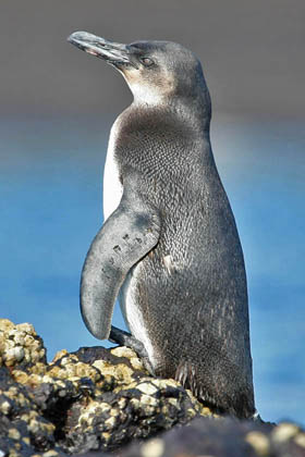 Galpagos Penguin Image @ Kiwifoto.com