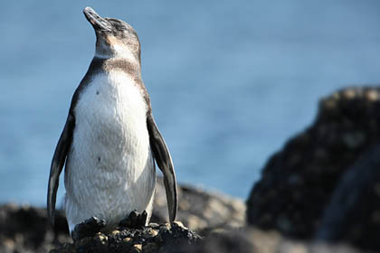 Galpagos Penguin Image @ Kiwifoto.com