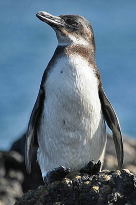 Galápagos Penguin Picture @ Kiwifoto.com