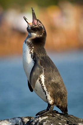 Galpagos Penguin Image @ Kiwifoto.com