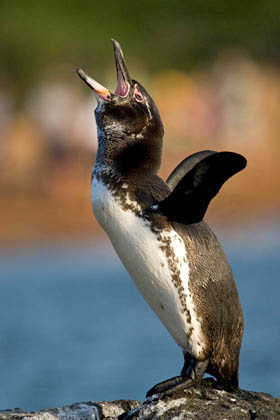 Galpagos Penguin Image @ Kiwifoto.com