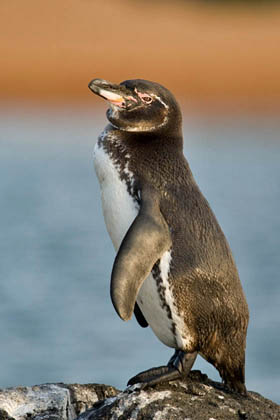 Galpagos Penguin Image @ Kiwifoto.com