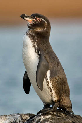 Galpagos Penguin Image @ Kiwifoto.com