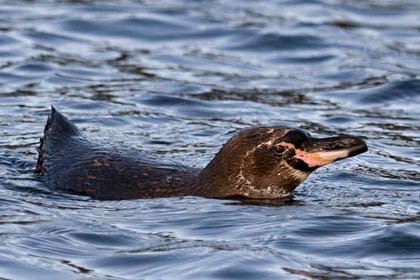 Galpagos Penguin Image @ Kiwifoto.com