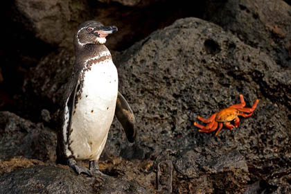Galpagos Penguin Photo @ Kiwifoto.com