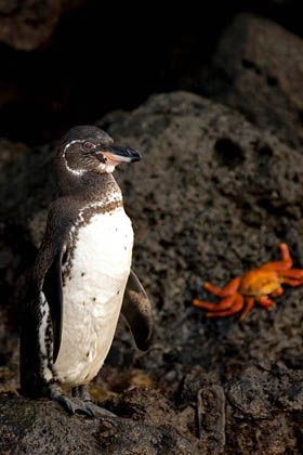 Galápagos Penguin Image @ Kiwifoto.com