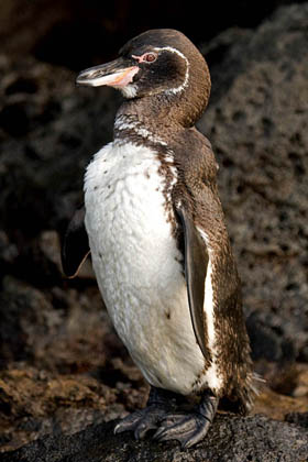 Galpagos Penguin Image @ Kiwifoto.com