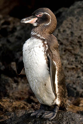 Galpagos Penguin Picture @ Kiwifoto.com