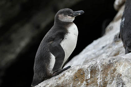 Galpagos Penguin Picture @ Kiwifoto.com