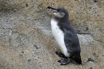 Galápagos Penguin Picture @ Kiwifoto.com