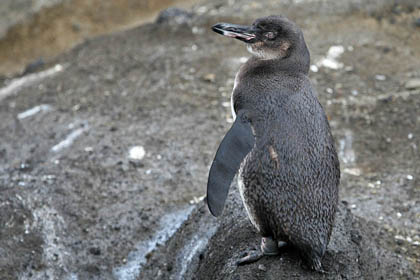 Galpagos Penguin Image @ Kiwifoto.com