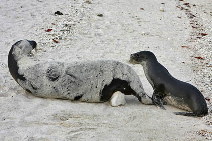 Galpagos Sea Lion Photo @ Kiwifoto.com