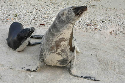Galpagos Sea Lion Image @ Kiwifoto.com