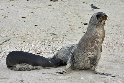 Galpagos Sea Lion Picture @ Kiwifoto.com