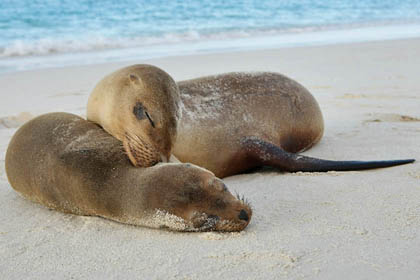 Galpagos Sea Lion Image @ Kiwifoto.com