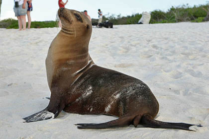 Galpagos Sea Lion Image @ Kiwifoto.com