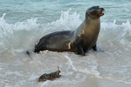 Galpagos Sea Lion Image @ Kiwifoto.com