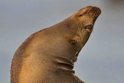 Galápagos Sea Lion Image @ Kiwifoto.com