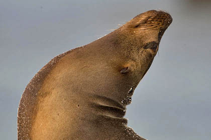 Galpagos Sea Lion Photo @ Kiwifoto.com