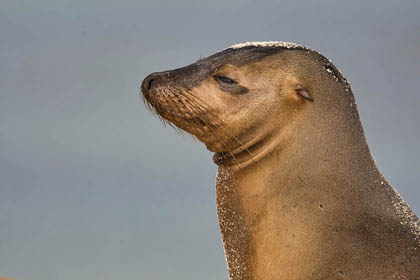 Galpagos Sea Lion Image @ Kiwifoto.com