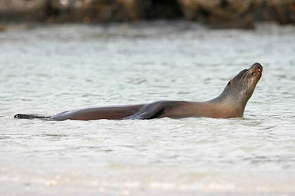 Galpagos Sea Lion Image @ Kiwifoto.com