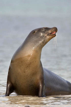 Galpagos Sea Lion Image @ Kiwifoto.com